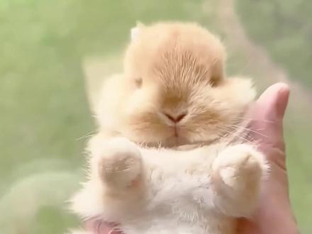 长大巨可爱的5种兔兔 #兔子 #兔兔 #小兔兔🐰 #宠物