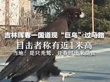 吉林珲春一国道现“巨鸟”过马路,目击者称有近1米高,当地:是只秃鹫,开春时出来觅食