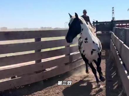 又来一双科8马年! #科比 #篮球鞋 #篮球鞋推荐 #耐克 #抖音球鞋测评