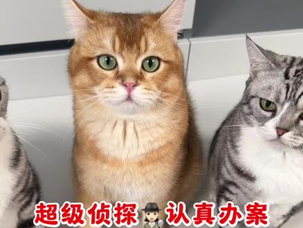 任何时间任何地点 超级侦探认真办案#任何时间任何地点 #猫咪