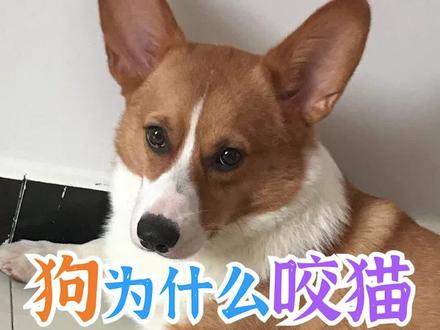 狗为什么咬猫#动物的迷惑行为@抖音小助手 #萌宠 #萌宠出道计划