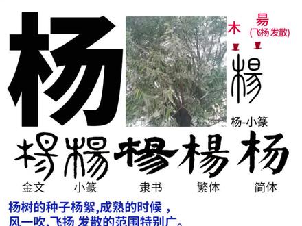 昜杨阳 #说文解字 #识字 #木 杨絮飞扬