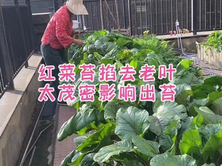 红菜苔叶片太茂密就需要打去一些,不然光长叶片不出苔!发兜小的红菜苔不需要打叶哦!#红菜苔 #EM菌