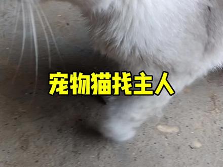 谁家的猫赶快来认领,很怪特别粘人,是个宠物猫#爱猫人士看过来 #同城猫咪救助