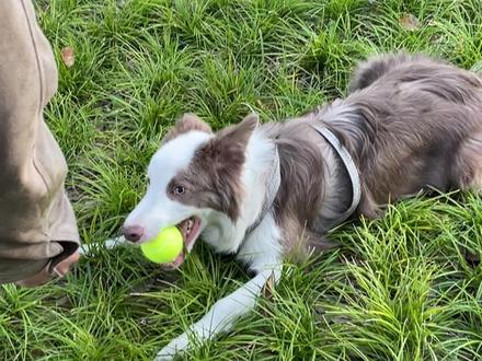 大家要好好珍惜身边的它
#边牧 #狗狗 #边牧弃养率高的原因
#养宠进阶指南 #萌宠日常记录