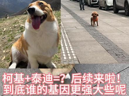 #柯基 #柯基飞机 #被泰迪拱了的柯基 生了生了