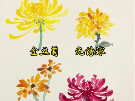 【国画教程】四种菊花画法#没骨画 #菊花 #国画 #国画教程
