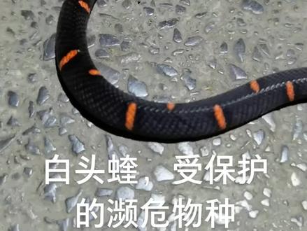 白头蝰,受保护的濒危物种
