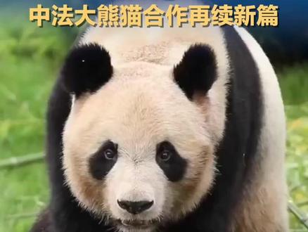 13载携手!中法大熊猫合作再续新篇