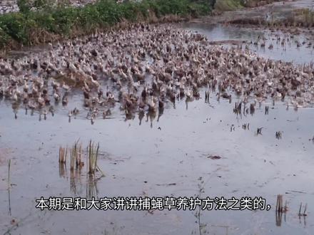 来一期这个主播的种植技巧方法,如果没耐心看完的小伙伴我把方法放评论区✌✌#拒绝废话#科普#冷知识#省流 #种植技巧#养花#食虫植物#捕蝇草