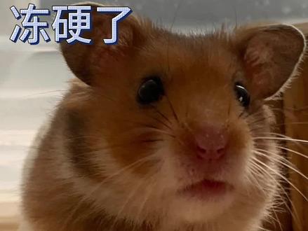 这个冬天差点冻死的仓鼠#仓鼠 #仓鼠日常 #仓鼠伪冬眠要怎么叫醒