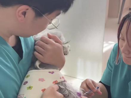 愿所有小狗平安健康,无忧无虑,快快乐乐~#今日除夕 #萌宠出道计划 #带小狗回家过年 #小狗生病 #雪纳瑞