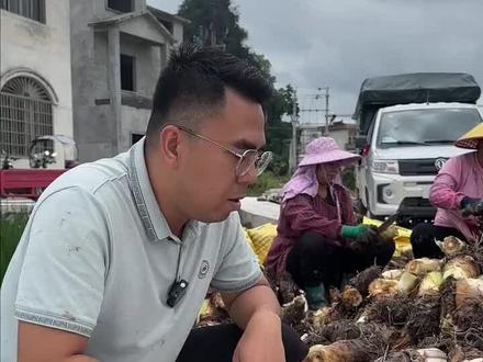 带大家看看采挖荔浦芋头#荔浦芋头 #芋头