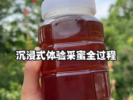 农村土蜂蜜采蜜全过程,还好我没被蜇,不然手机肯定飞了,哈哈哈#农村养蜂人 #纯天然无添加 #土蜜蜂 #美容养颜