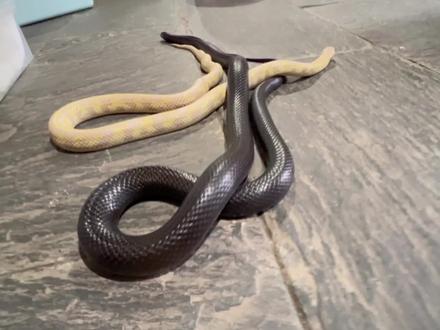 蛇虱处理方法!!!!!小朋友都要爱干净!!!
#爬宠 #异宠 #爬行动物 #蛇 #宠物蛇