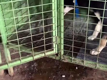 八万宝宝和媳妇#西北刀客 #西北刀客战队 #西北刀客护农队 #西北刀客八万 #西北刀客雨哥