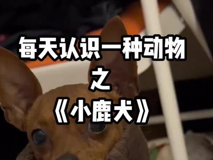 又小又爱作的小鹿犬 #小鹿犬 #萌宠 #动物知识科普 #创作者中心 #真实生活分享计划 @京东 #全民都在京东年货节摸马头