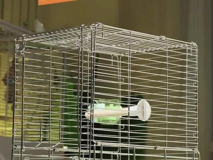 🦜救命!这个折叠笼简直是鹦鹉界的头等舱!优嗖新品开箱测评 养鹦鹉5年换了8个外出笼,终于遇到我的梦中情笼了!优嗖新出的鹦鹉专用折叠笼真的绝绝子,我家小太阳已经爱上出门了~
✨【三大真香体验】
1️⃣ 横向空间超大!玄凤可以完全张开翅膀,虎皮能快乐蹦迪,再也不用担心鸟宝憋屈了
2️⃣ 全景网,360°无死角观察外界,社恐鸟也能安心看风景
3️⃣ 折叠后随手塞进背包,带鸟宝说走就走
💎【细节控狂喜】
• 食盒设计👉再也不怕鸟宝无饭可吃
• 可拆卸站杆👉方便定期更换磨爪棒
• 底部抽拉托盘👉清洁时不用惊动主子
🐦我家鸟宝实测:
以前出门就紧张得掉毛,现在居然在笼子里自己梳羽毛!兽医都说这个笼子设计很懂鹦鹉心理学~
⚠️温馨提示:中小型鹦鹉适用(和尚/小太阳/金太阳/玄凤/虎皮/牡丹),大型鹦鹉不适用
#鹦鹉外出笼 #鹦鹉外出 #鹦鹉鹦鹉萌萌哒逗鹦鹉 #优嗖外出笼 #手养鹦鹉