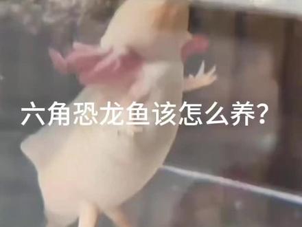 都来养六角恐龙鱼 真的太可爱啦#养鱼 #养鱼日记