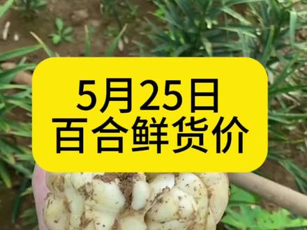 26年百合鲜货价格已经出炉了#百合 #百合管理 #百合种植 #药材 #药材种植