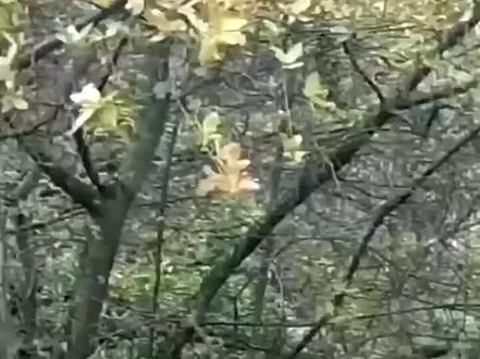 第一次爬山让我遇到这么大的辣条😱😱😱 #梧桐山 #野生动物零距离