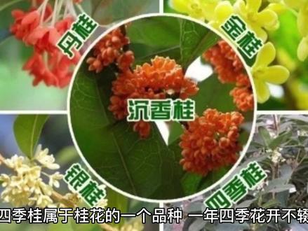 #一花一草一世界 四季桂花你养了吗??