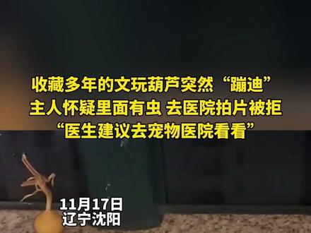 收藏多年的文玩葫芦突然“蹦迪”
主人怀疑里面有虫 去医院拍片被拒
“医生建议去宠物医院看看”
(编辑 孟雪 责编 王牡丹)