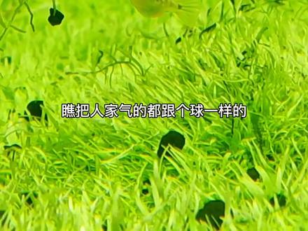 这是一只世界上最小的河豚,重点它是淡水饲养的!超级可爱