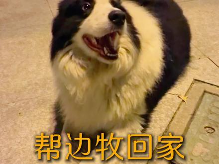 偶遇一条边牧,帮助狗狗回家#宠物狗 #边牧#流浪狗 #无锡 #狗狗