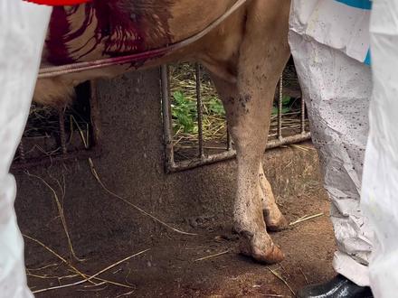 倘甸鸡街 小牛真胃扭转 #畜牧业#兽医#兽医日常#vlog日常