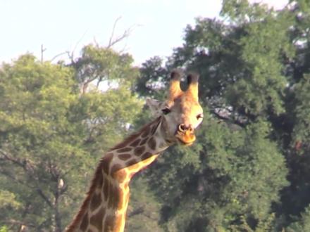 长颈鹿竟然就是神兽麒麟!长颈鹿每天睡觉时间只需要20分钟。 #地球 #动物 #知识 #长颈鹿 #麒麟