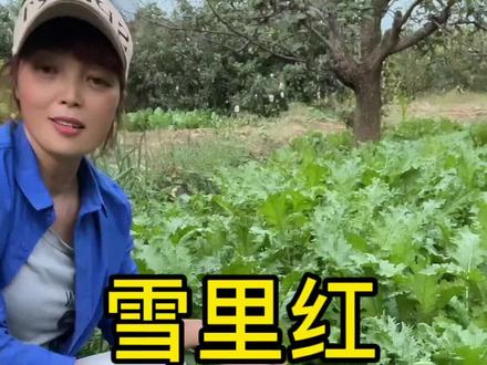 芥菜又名雪里红,可以炒食可以做出美味的咸菜#秋季农资 @抖音小助手