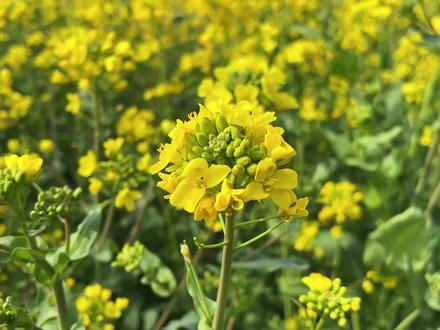 红薯岭的油菜花开了,公交13路直达,约起来吧#有一种春天叫油菜花开 #金沙河红薯岭