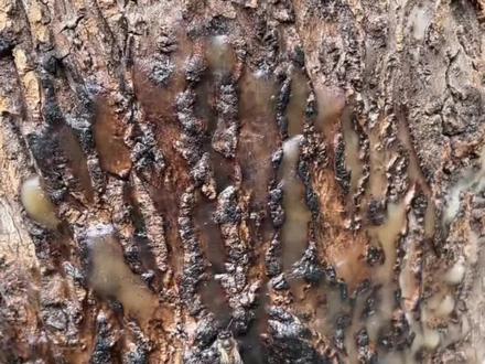 快速诱蜂秘诀 #诱蜂技术分享 #农村养蜂人