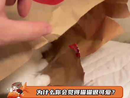 为什么人类会觉得猫猫很可爱 #猫咪 #可爱 #猫奴 #冷知识
