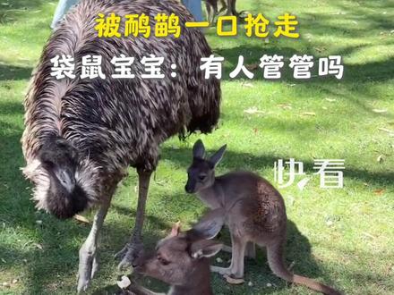 袋鼠宝宝捧着苹果吃,却被鸸鹋一口抢走……袋鼠宝宝:有人管管吗?#轻松一刻