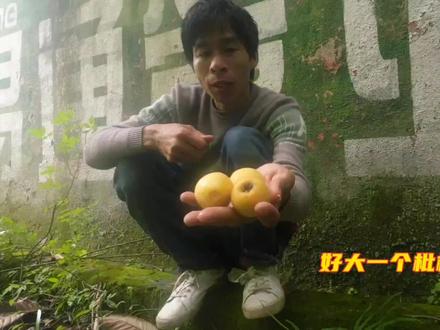 今天运气好住废弃房还能捡到一颗枇杷树,有免费水果吃真好