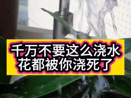 花卉绿植浇水小妙招 #养花技巧分享 #花卉绿植 #养花小知识分享 #花卉植物