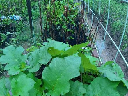 托鲁巴姆,嫁接亲和性好
和茄子、番茄、辣椒、枸杞等茄科作物亲和力极强,嫁接成活率高,可玩性极强!
#托鲁巴姆砧木 #嫁接我是认真的 #带你玩嫁接 #记录我的种植生活