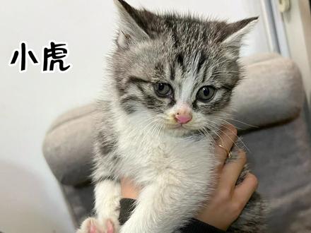 我们在自家院子里发现三只流浪猫幼崽!全程救助vlog放送!快来领养啦!记得看到最后呀!记得点赞加关注呦!爱你们!#vlog日常 #情侣vlog #日常vlog #vlog #生活vlog #情侣日常 #一定要看到最后 #救助流浪动物 #分享 #救助动物 #领养 #流浪猫 #救助流浪猫 #猫咪 #幼崽 #领养猫 #爱护动物 #爱护小动物