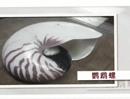 我市警方破获了一起特大危害珍贵、濒危野生海螺制品案件