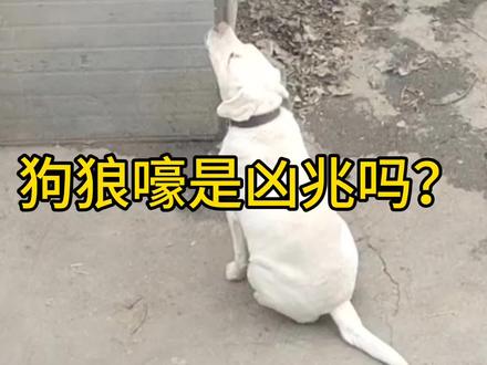 狗狼嚎是凶兆吗?#狗狗 #狼嚎