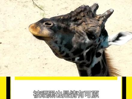 长颈鹿的冷知识!这家伙身上怎么长狮子了?#神奇动物在抖音 #奇妙的动物 #科普 #动物 #涨知识