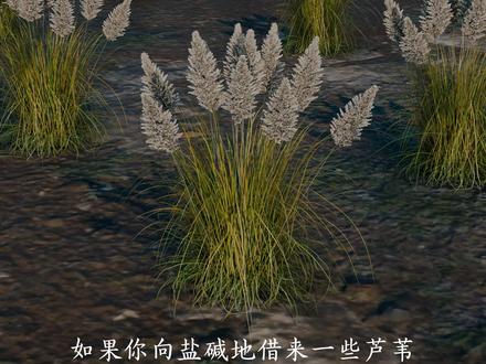 你能想到吗?聪明的古人仅仅用盐碱地里生长的芦苇就能制成洁白的细盐,真是不简单。#古法制盐 #芦苇制盐 #百young非遗 #科普 #3d动画