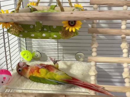 给爱躺着睡的七仔做了个小🛏️,让它在窝里也可以舒服的躺着睡!#小太阳鹦鹉 #带标识合法鹦鹉 #记录宠物的日常生活 #鹦鹉睡觉