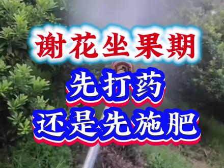 杨梅树谢花做果期,先打药,还是先施肥还是先浇水?#杨梅种植#三农种植#杨梅#果树种植#杨梅管理