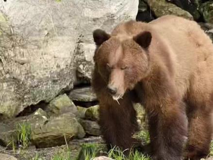 #璀璨科学星 #萌知少年 #一起学画画 #简笔画 画个大熊🐻吧#儿童简笔画 #奇妙知识在抖音 @DOU+小助手 @抖音青少年