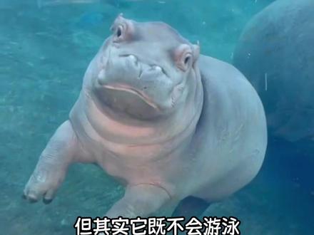 河马!你好荒谬 #动物世界 #河马 #神奇动物在抖音