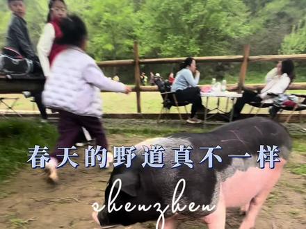 南京老山东线实测:新手能走,但一定注意这3点 #扬州徒步#南京徒步#户外#爬山#野道