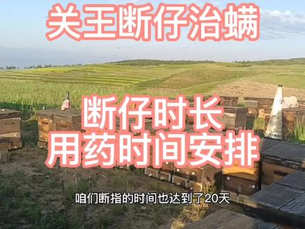 蜜蜂养殖,关王治螨断仔时长,以及最佳用药时机,彻底治螨